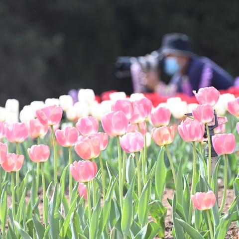 石家庄市植物园哪里好玩