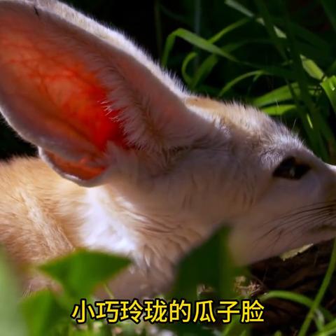 有什么动物是怎么避暑