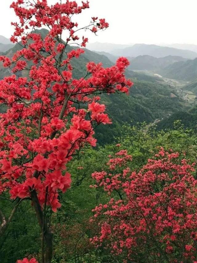 野生花草做盆栽,想把野山楂带回家做下山桩栽种?