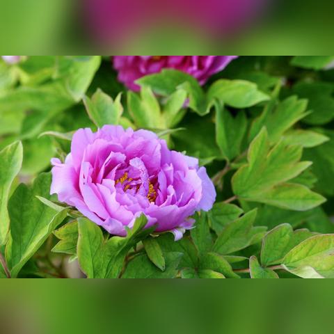 2023年武汉市退休职工退休证是什么颜色？