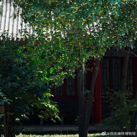 西安市碑林区有什么高中