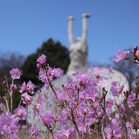 沈阳有兰相关长尾关键词有哪些