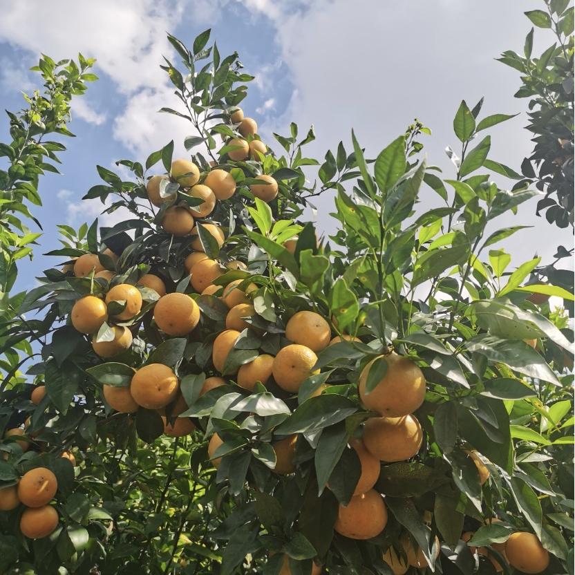 沃柑與通俗柑橘區(qū)別在哪_麥科特柑橘與沃柑哪個好吃