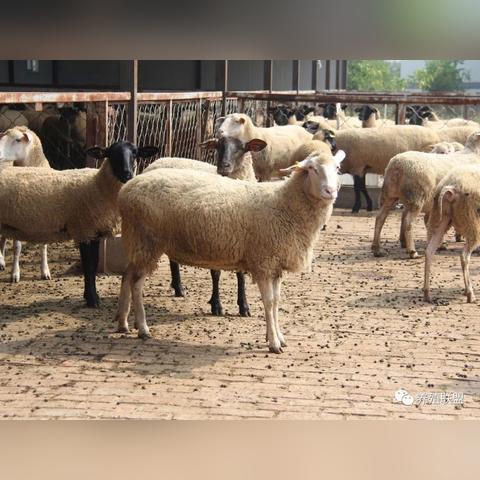 8月19日生肖羊的运势(2021年8月19日十二生肖运势播报)