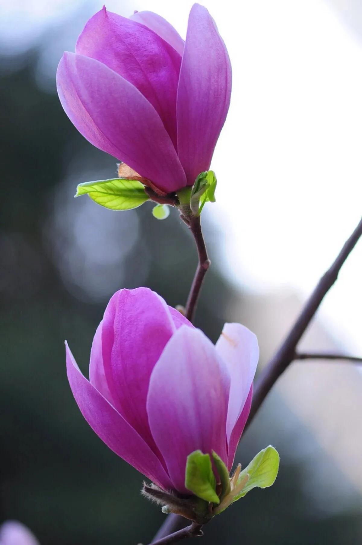 漂亮迷人鲜花,能入菜的鲜花有哪些?"