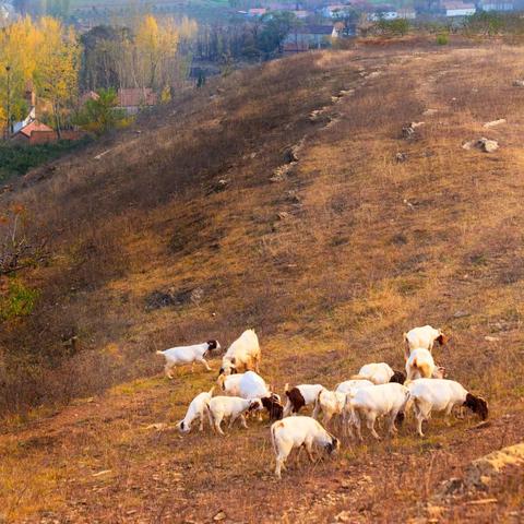 临沂市批发羊脸市场的长尾关键词有什么