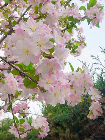 【天津海棠花节】长尾关键词有什么