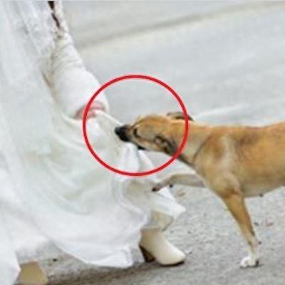 【天津滨海宠物群】相关长尾关键词有哪些