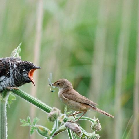 大连市麻雀什么时候下蛋