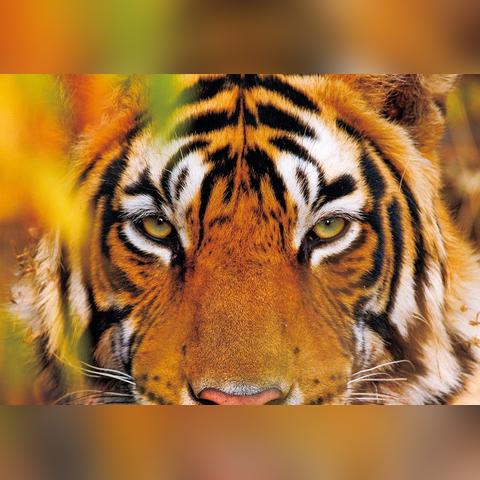 虎年有运势的生肖男生配偶(虎年有运势的生肖男生配偶怎么样)