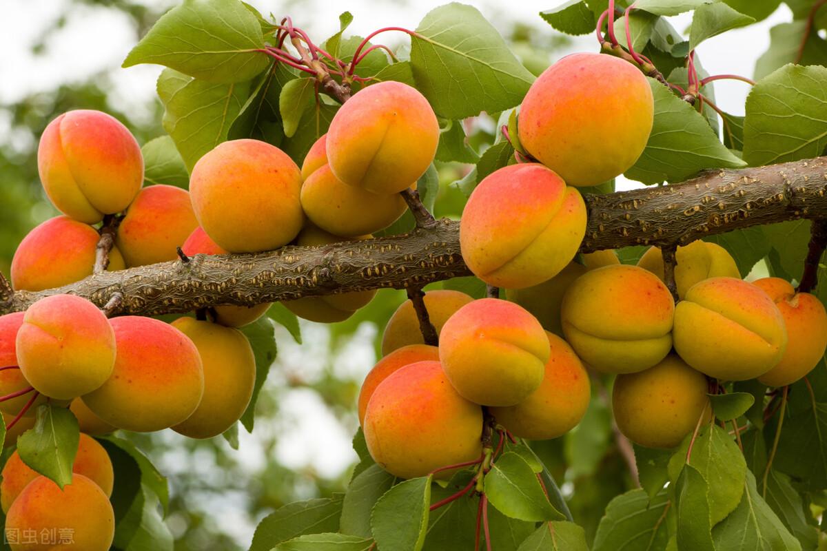 【杭州顺丰快递疫情源头
/杭州顺丰快递 肺炎】-图1 【杭州顺丰快递疫情源头
/杭州顺丰快递 肺炎】-图1