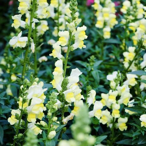 成都市内植物商场地址有哪些
