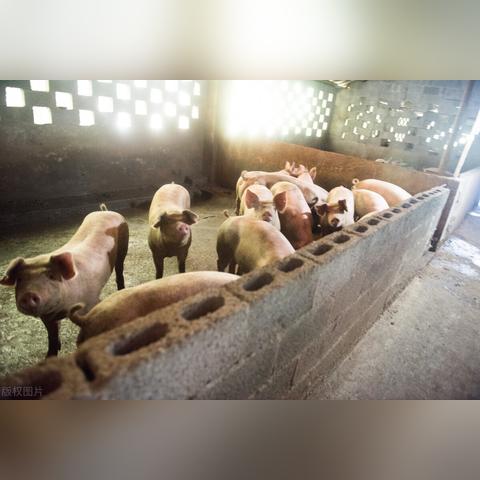 【河南今日油价】2025年5月24日河南油价是多少