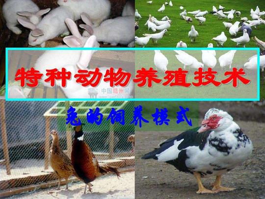 职教冷门专业之特种动物养殖