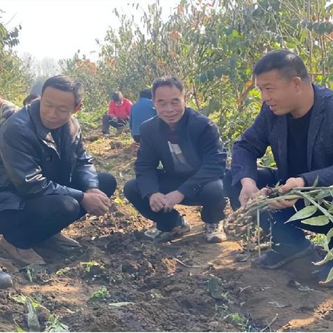 河南大姜怎么样