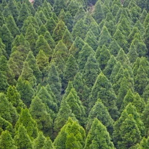 生肖运势里真的是假(生肖运势是迷信的还是科学的)