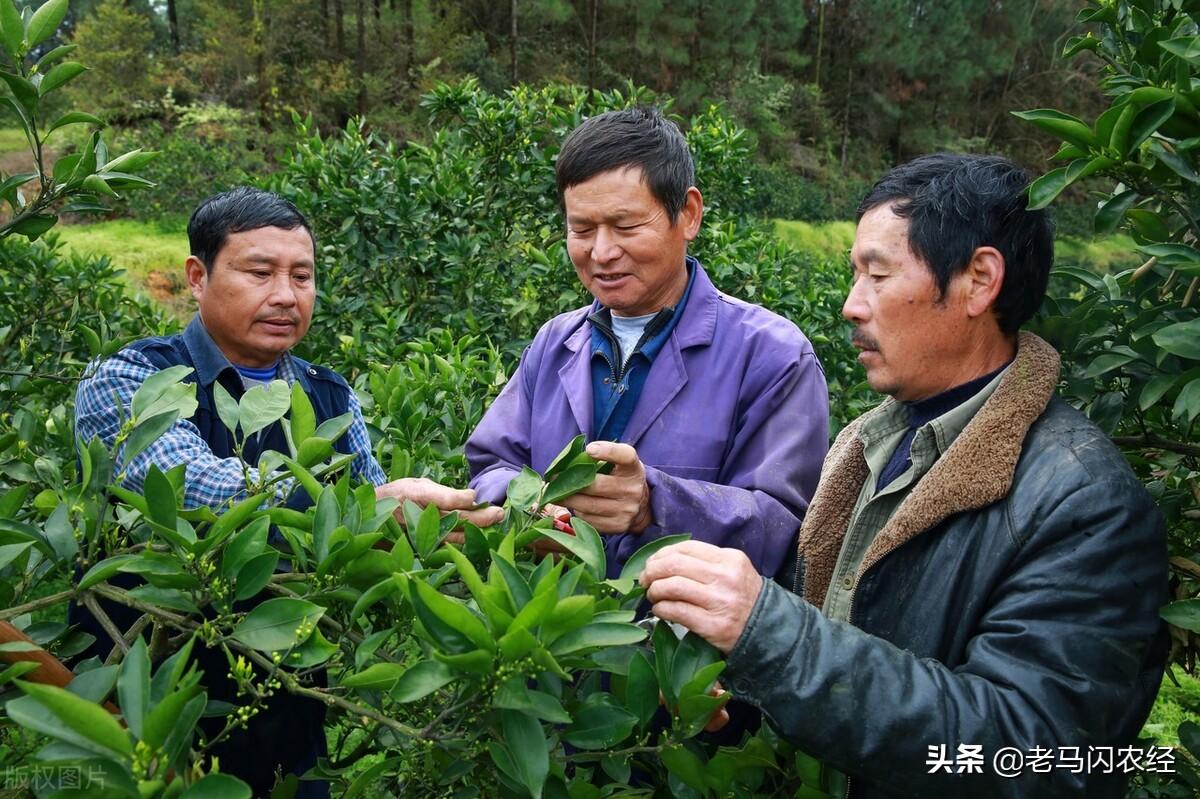 九月份柑橘病蟲(chóng)害防治手藝_柑橘清園石硫合劑什么時(shí)候用