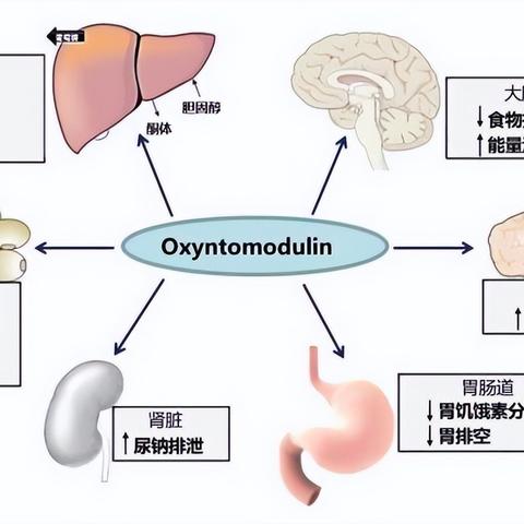 礼来畅销减肥药Mounjaro将于数月内在英国推出