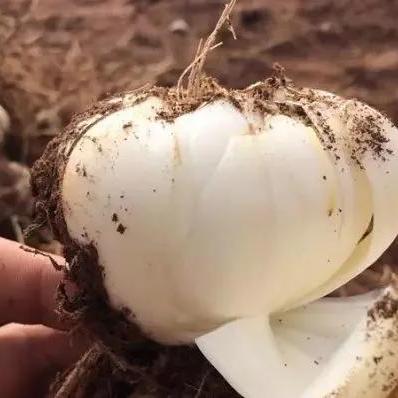 兰州市哪里能买特产的