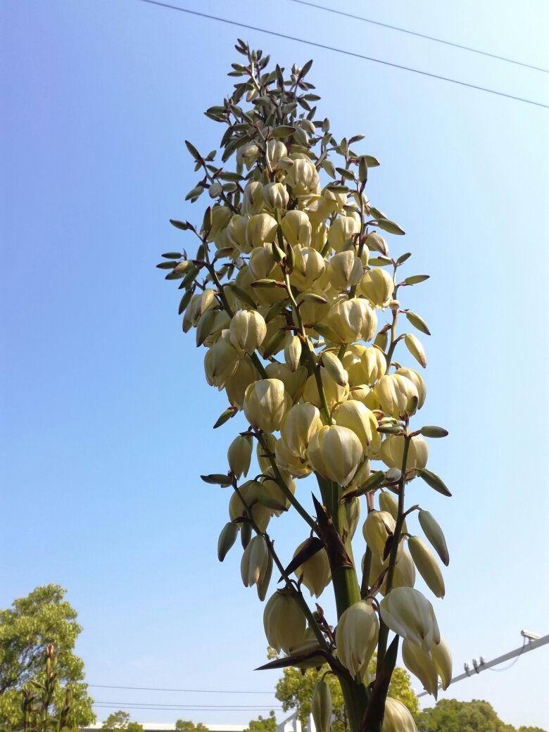 凤尾丝兰,长长的叶子又硬是什么花?"