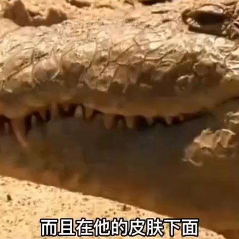 tiktok扭肩 衍生的长尾关键词有哪些 tiktok扭肩 衍生的长尾关键词有哪些