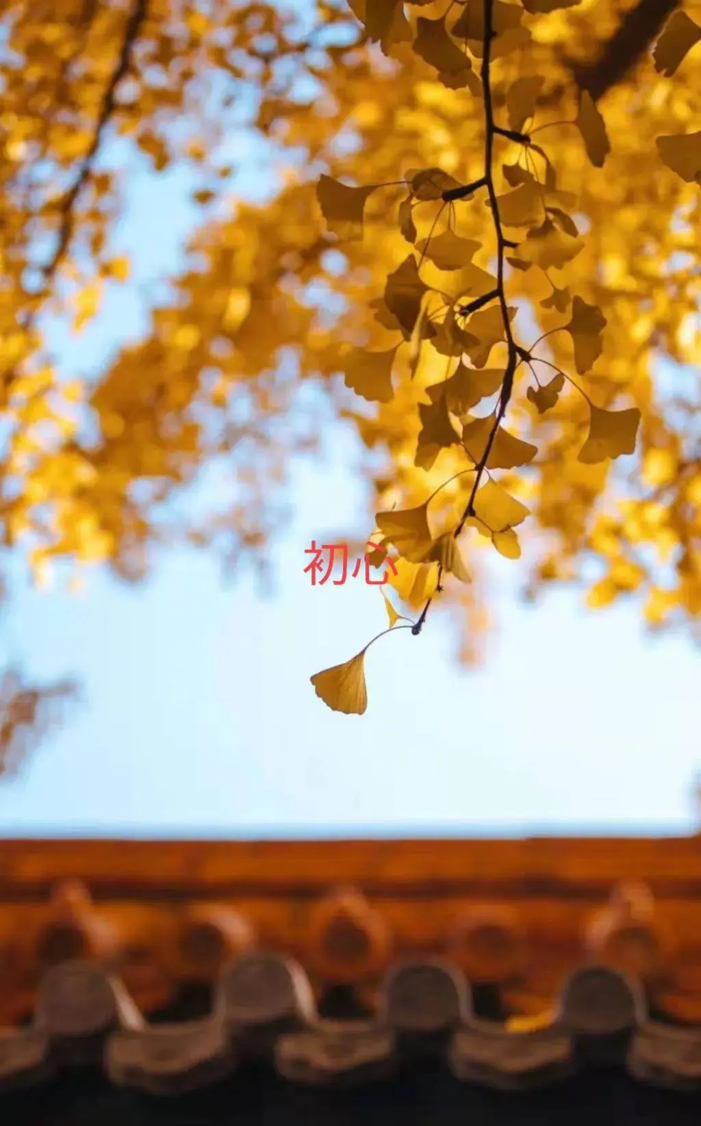 写微头条怎么短文 怎样在微头条发短文