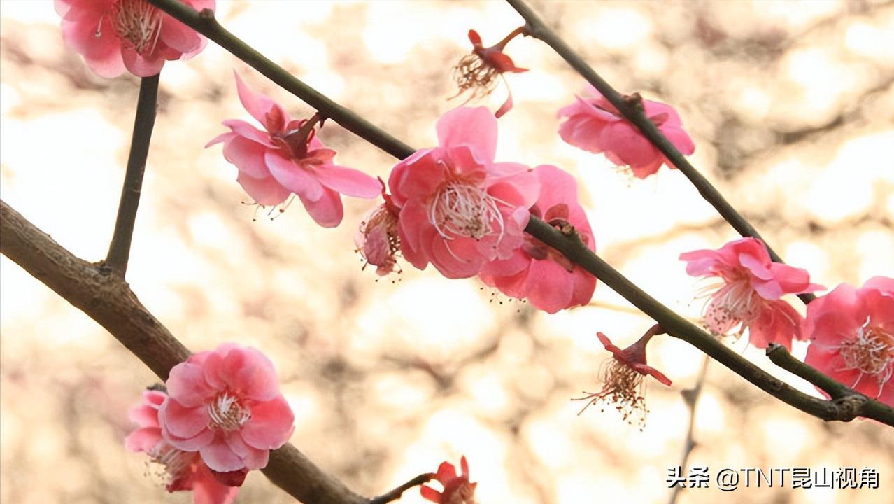 盆栽腊梅花语,象征勇敢的花?