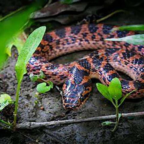 猫和老鼠用河南话讲什么