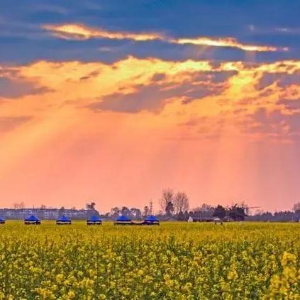 成都市哪里的油菜花多啊