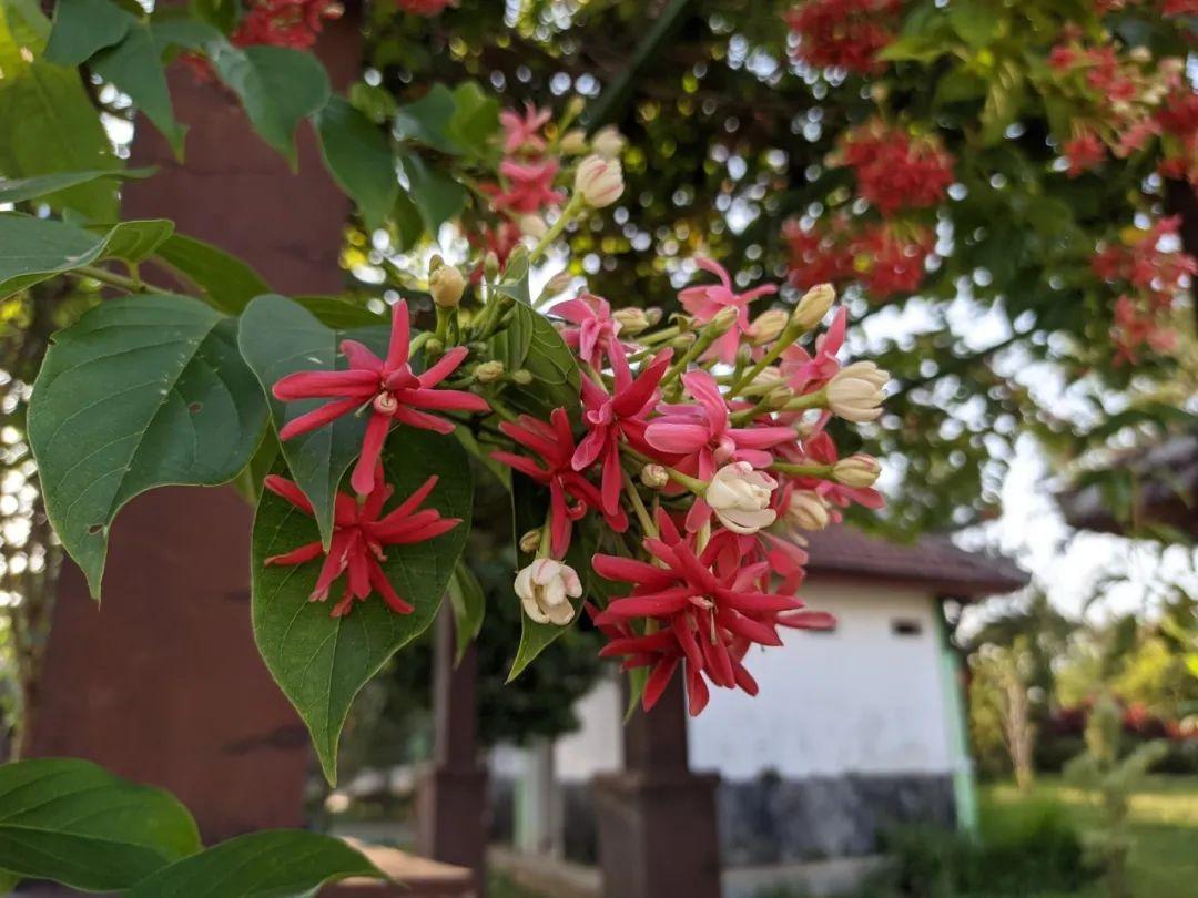 如何养护盆栽花卉,大家怎么种植盆栽的?