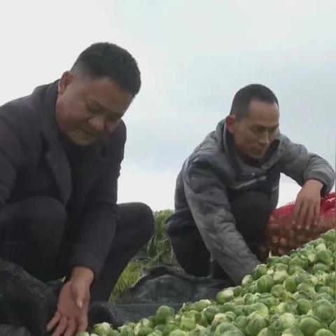 浙江现在那里有新蚕豆角收购？