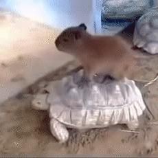 外贸tiktok专线搭建的相关长尾关键词有什么