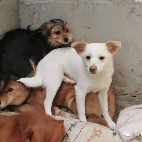 福州宠物跨境电商平台 相关的长尾关键词有哪些 