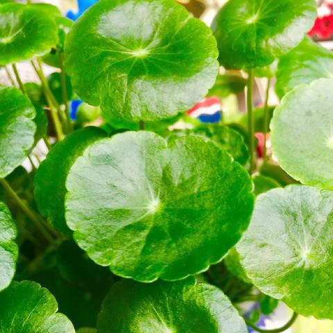 广州冬天草相关长尾关键词有哪些