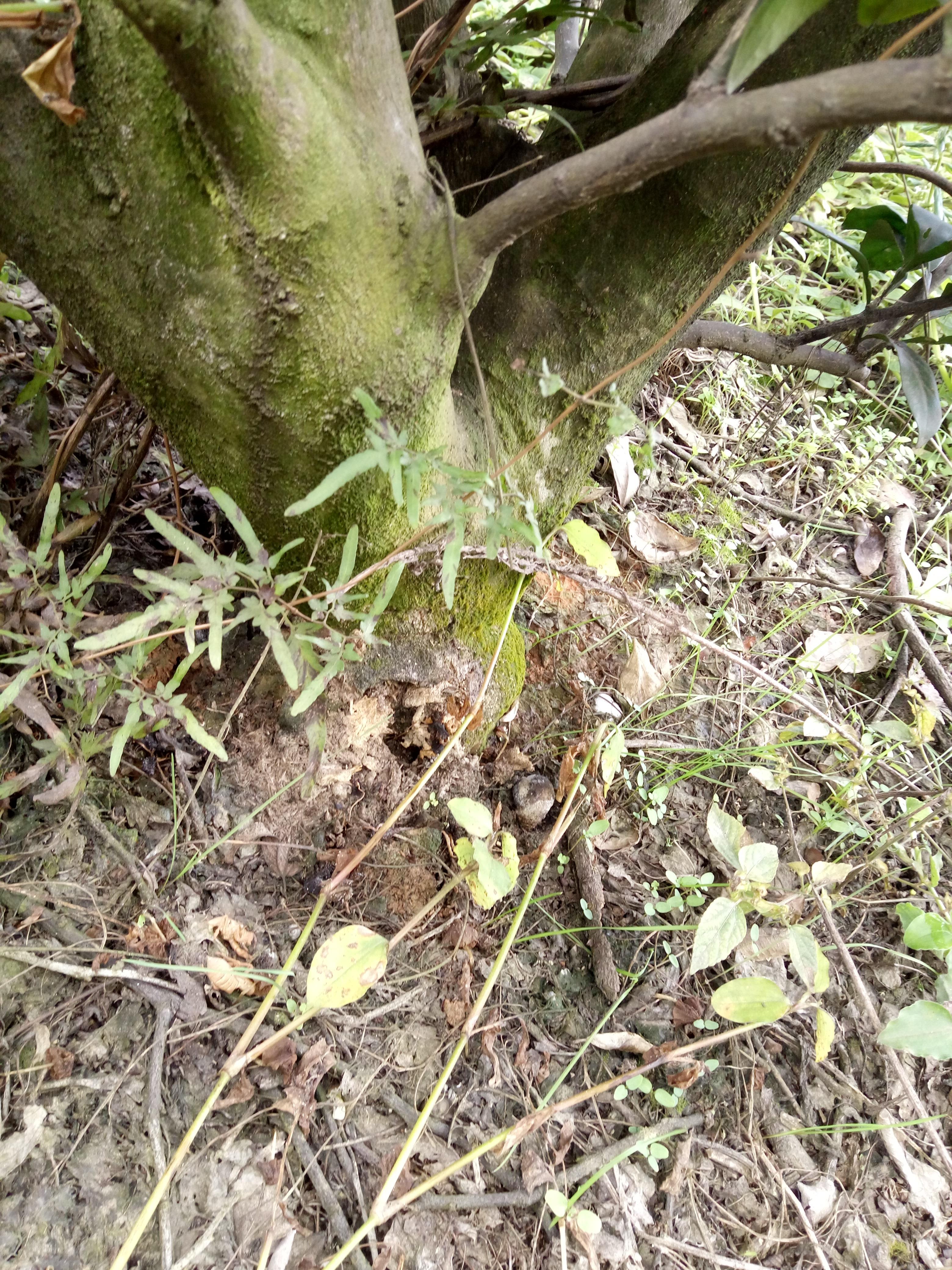 柑橘栽培技术幼苗视频教学讲解全集（蜜桔籽可以直接种植技术）