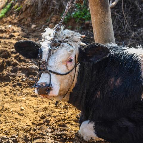 周口市黄牛能长多少斤