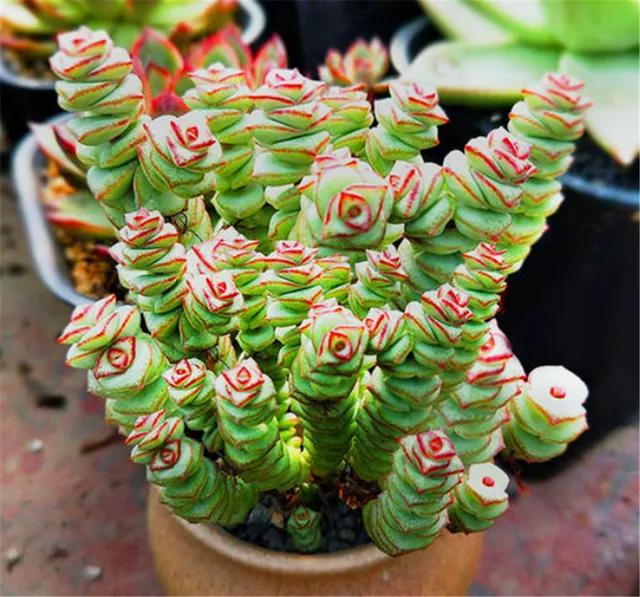 钱串子花图片大全,水培钱串怎么移植?