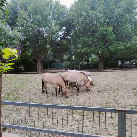 【天津市遛娃】相关长尾关键词有哪些