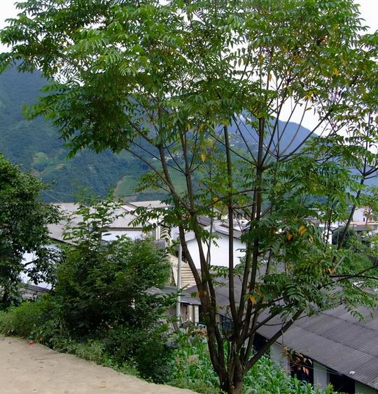 农村1种“痒痒树”，以往被嫌弃，如今1斤“树液”就能卖200元呢