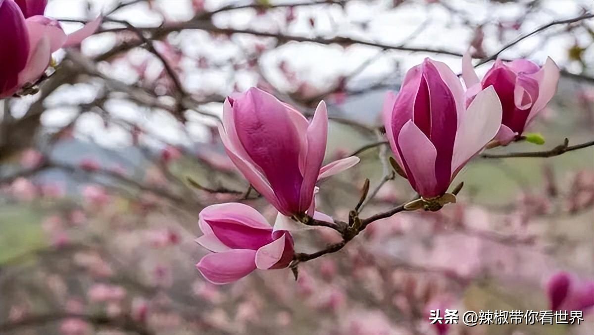 香皂可以做什么美食（洗手本不用洗手液怎么做）
