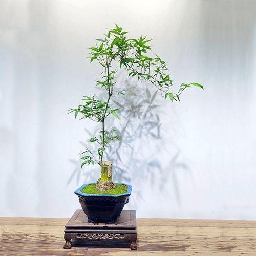 盆栽植物竹子种类,什么竹子最好养最耐旱?