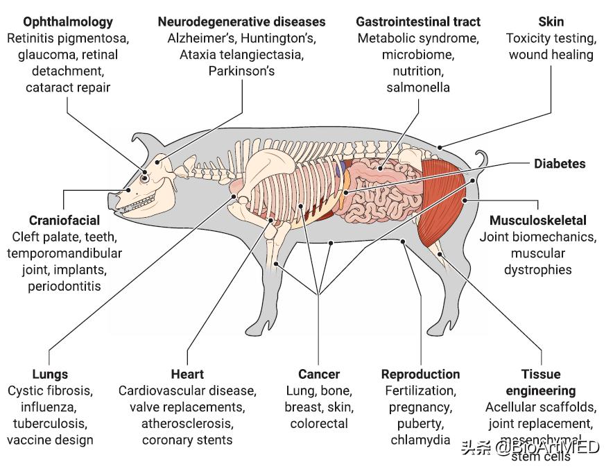 生物技术通报文献综述的格式癌症是如何产生的