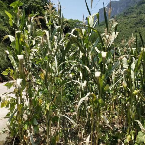 云南春节天气怎么样