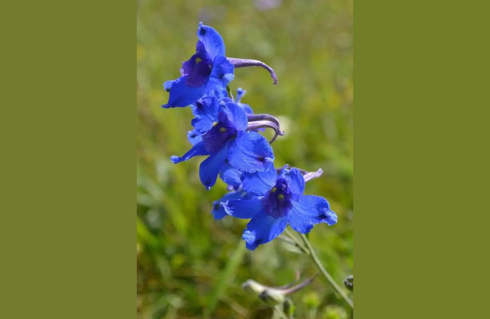 这8种开蓝色花朵的花卉