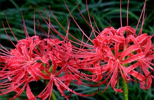 彼岸花的花语