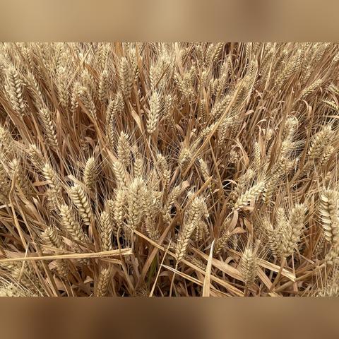 河南信阳适合种植什么