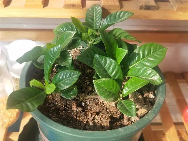 有宝宝了养植物时要注意些什么