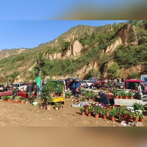 成都市内的狗市在哪里啊
