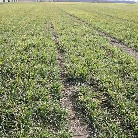 临沂市大前村是哪个镇