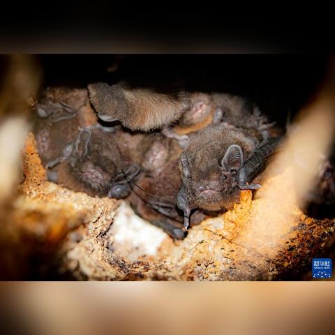 石家庄市新华社采集的长尾关键词有什么